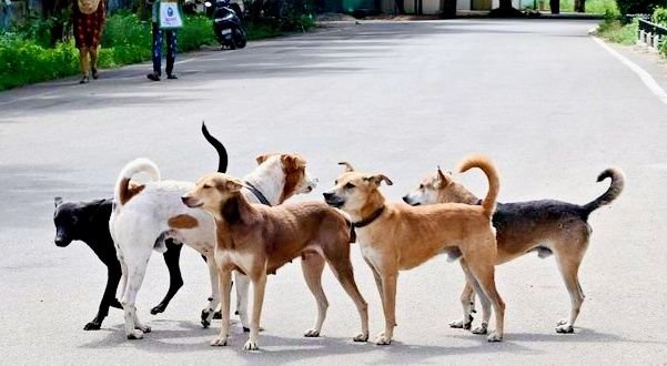  వీధి కుక్కల సమస్యకు విరుగుడేమిటి?